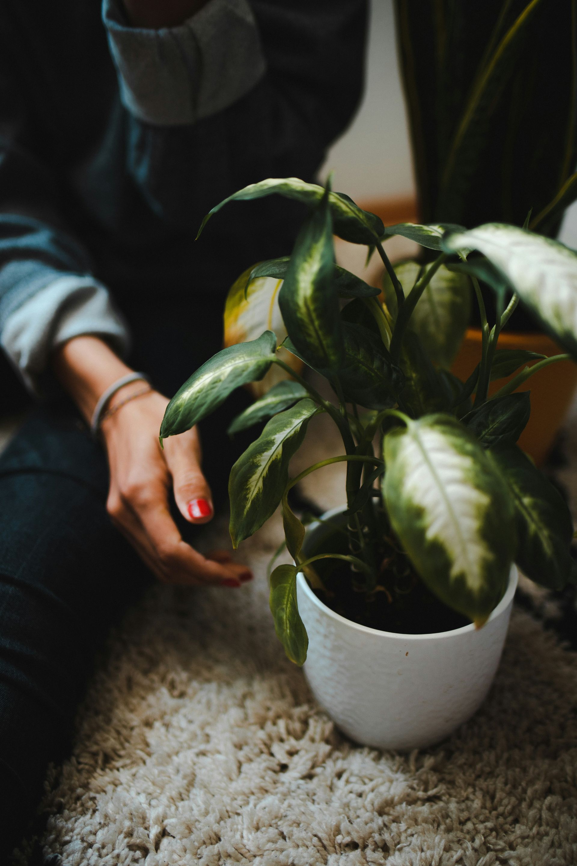 hand potted plant