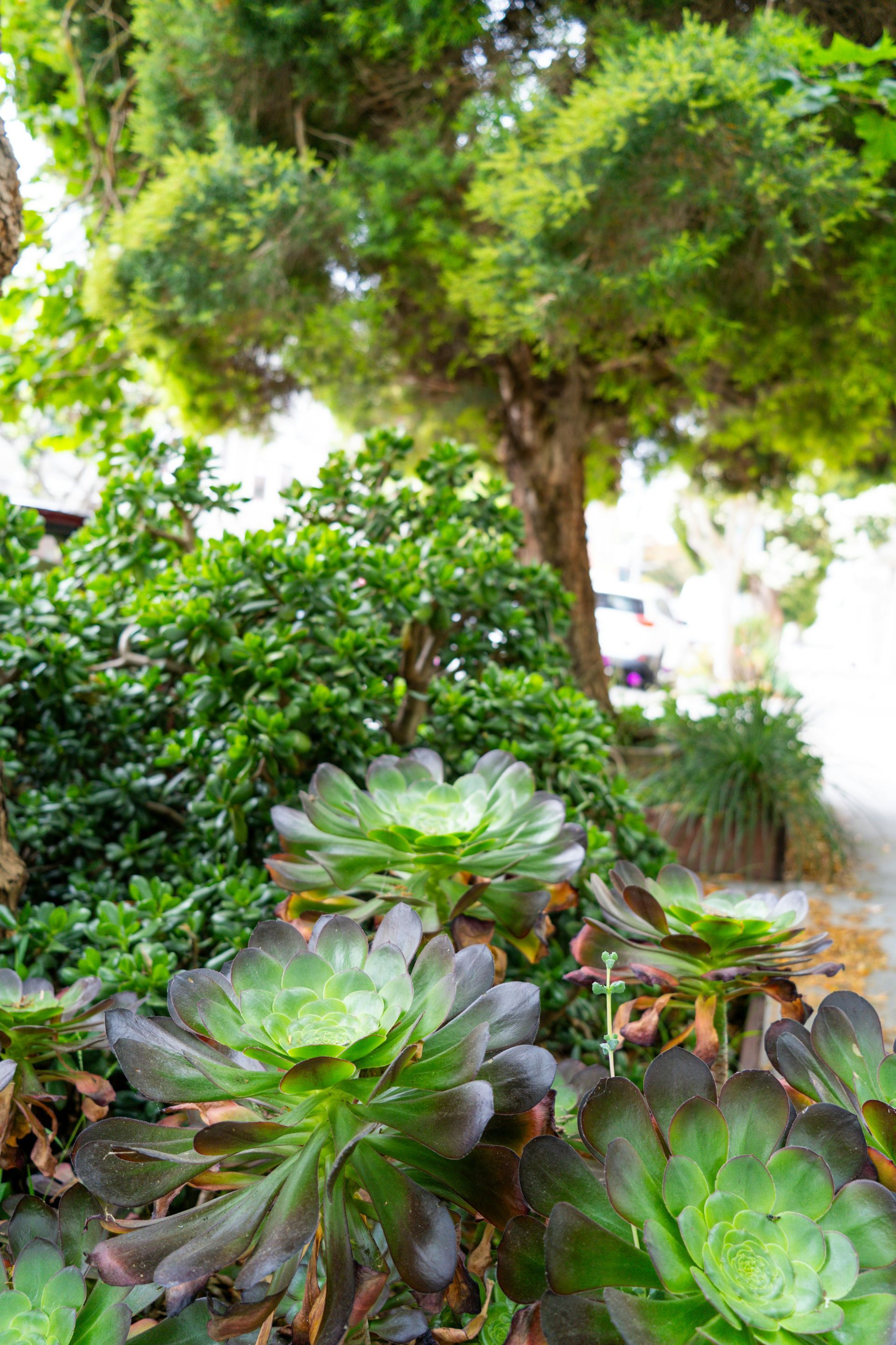 old roses, fig trees, bulbs, and colorful succulents