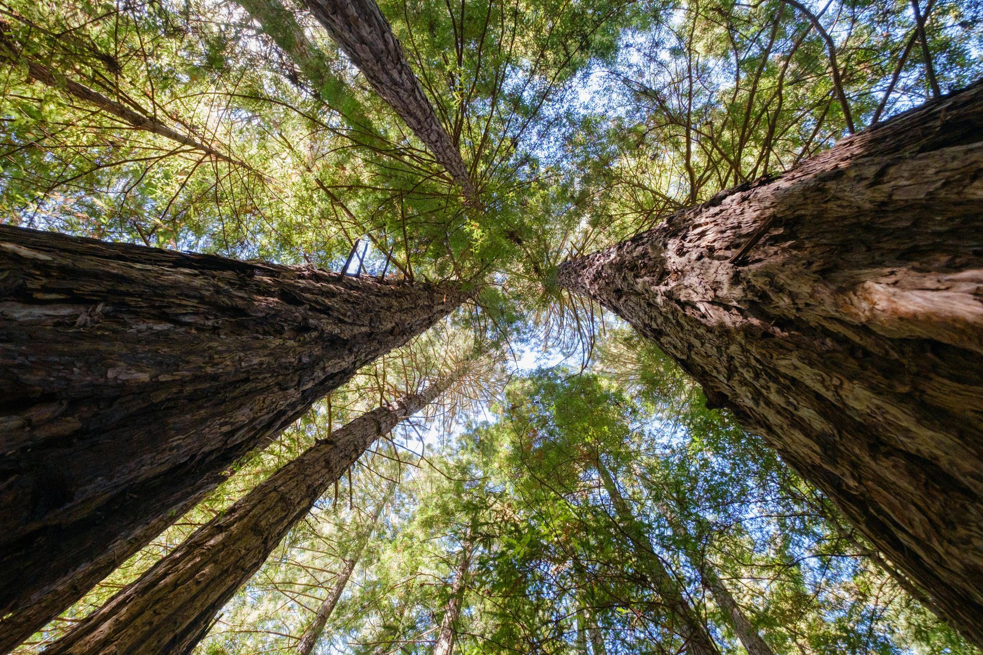 Redwood trees