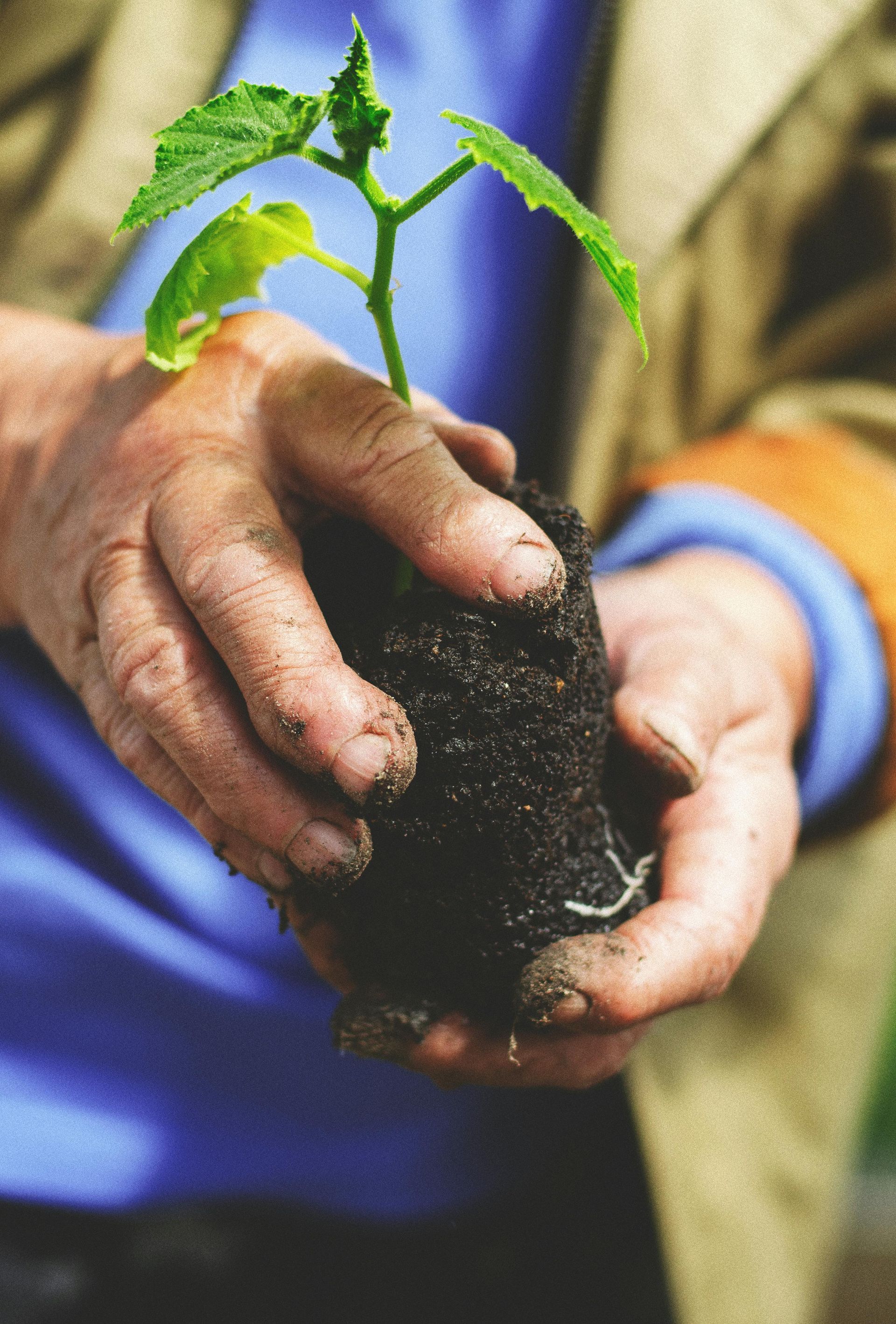 person plants