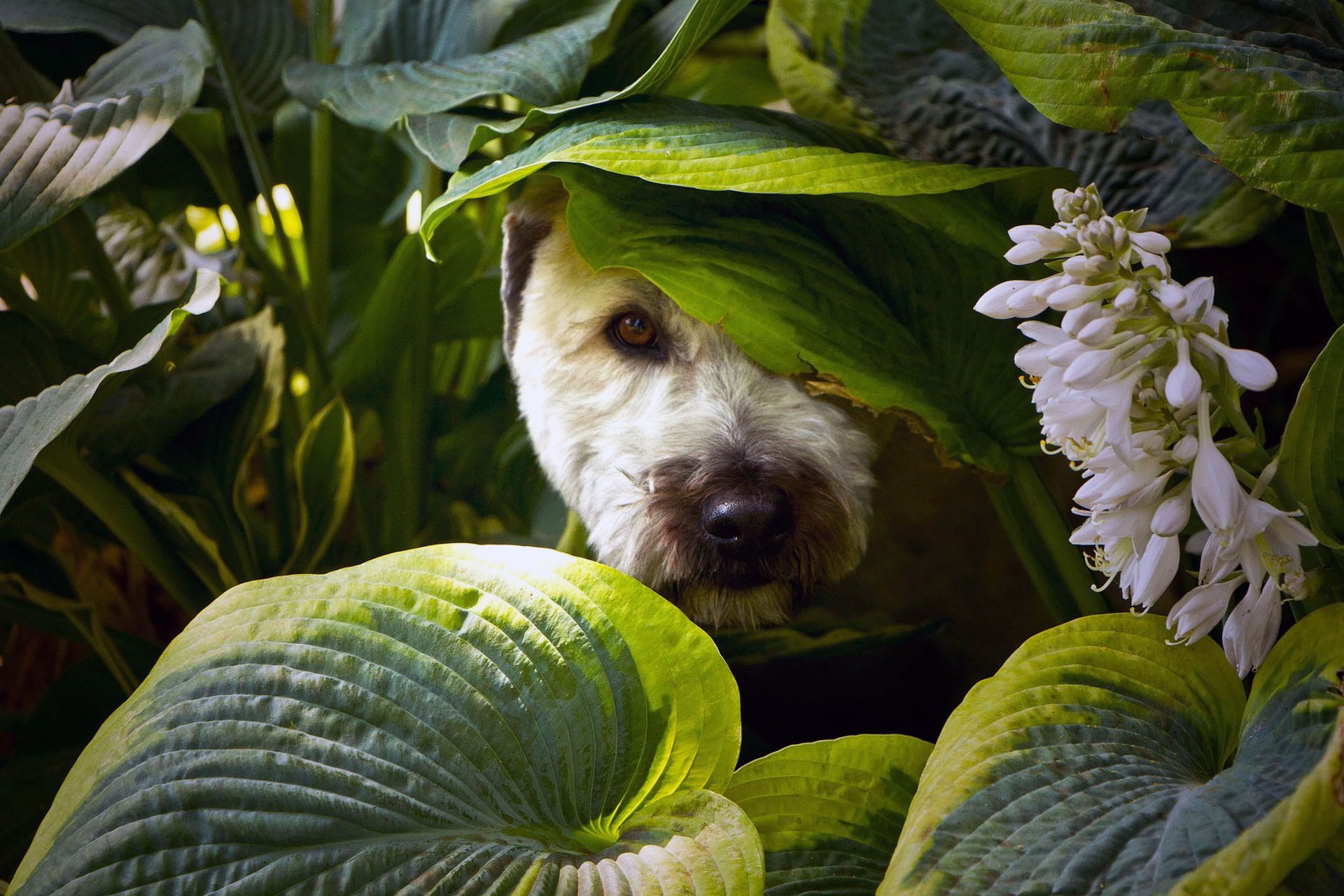 dog