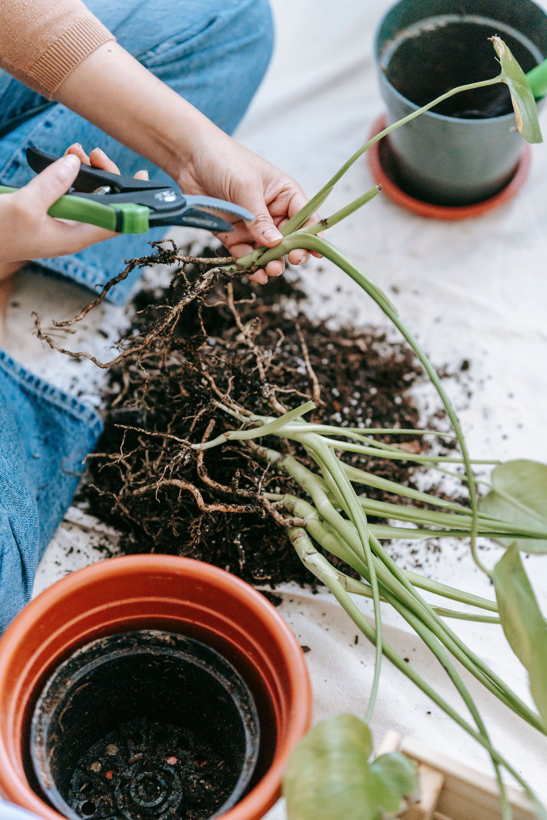 pruning plant