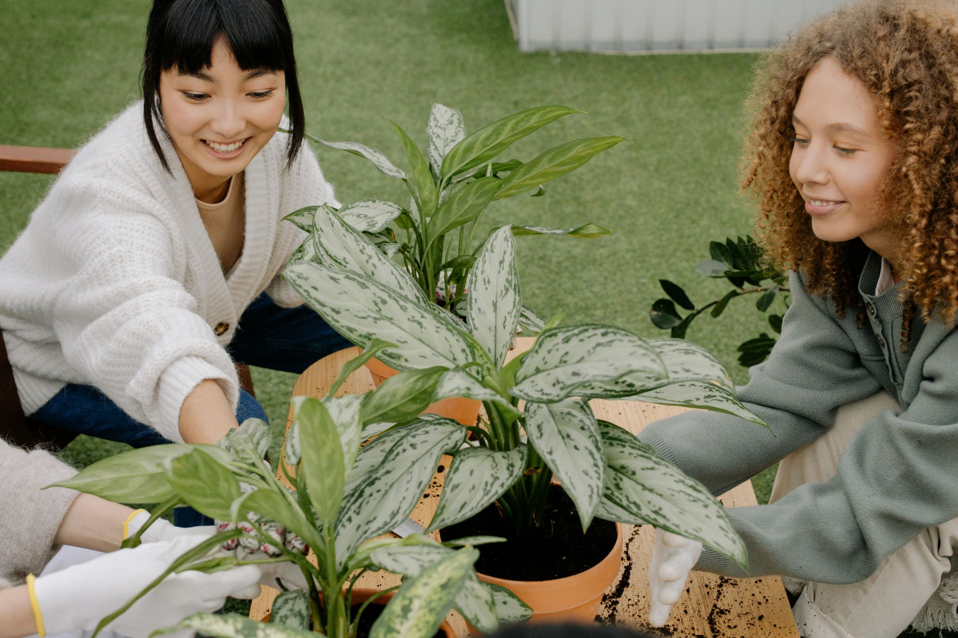 hands holding plant