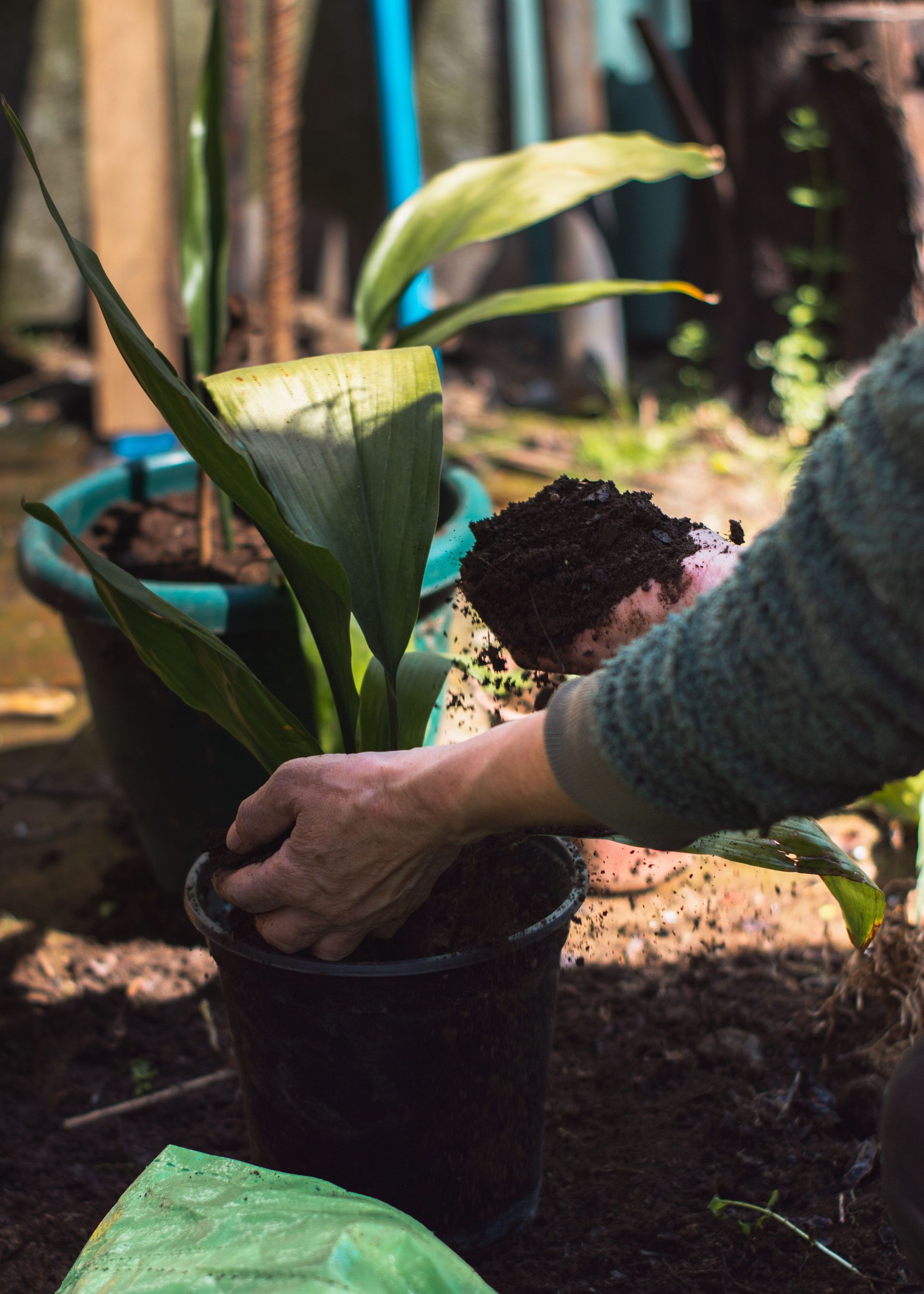 person with dirt in one hand and plant in the other