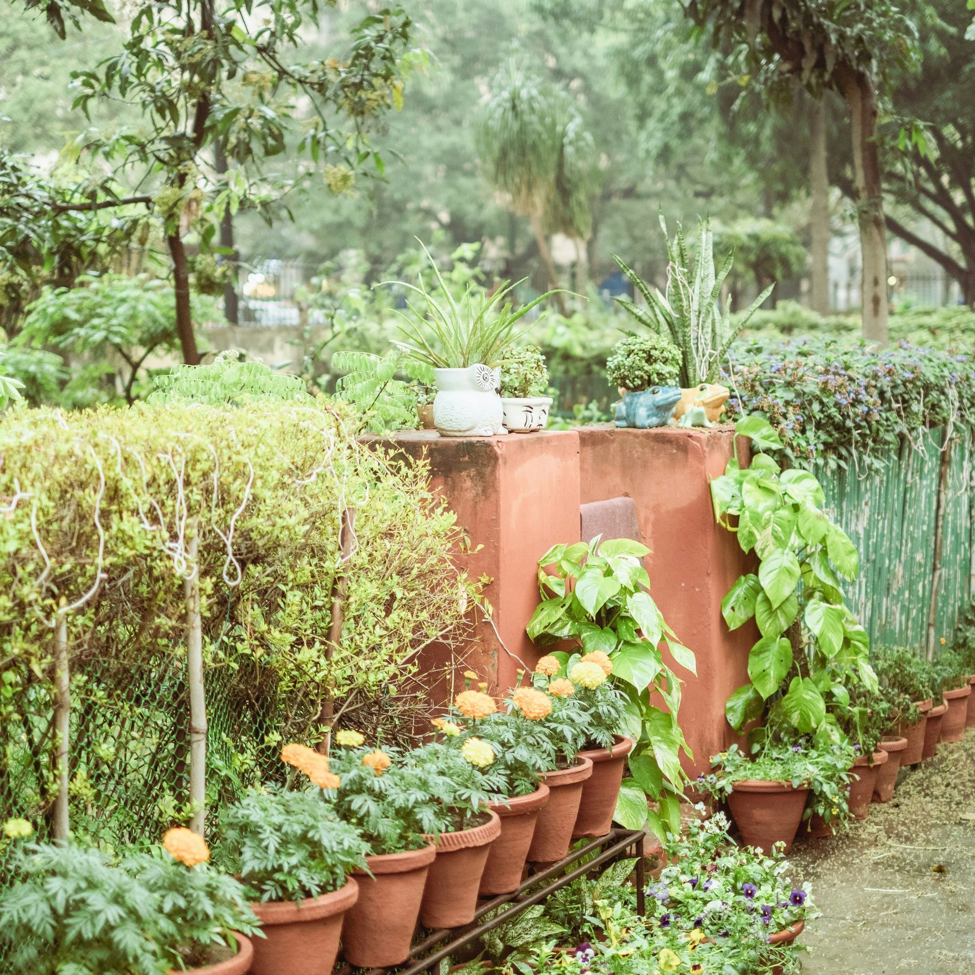 webinar plants