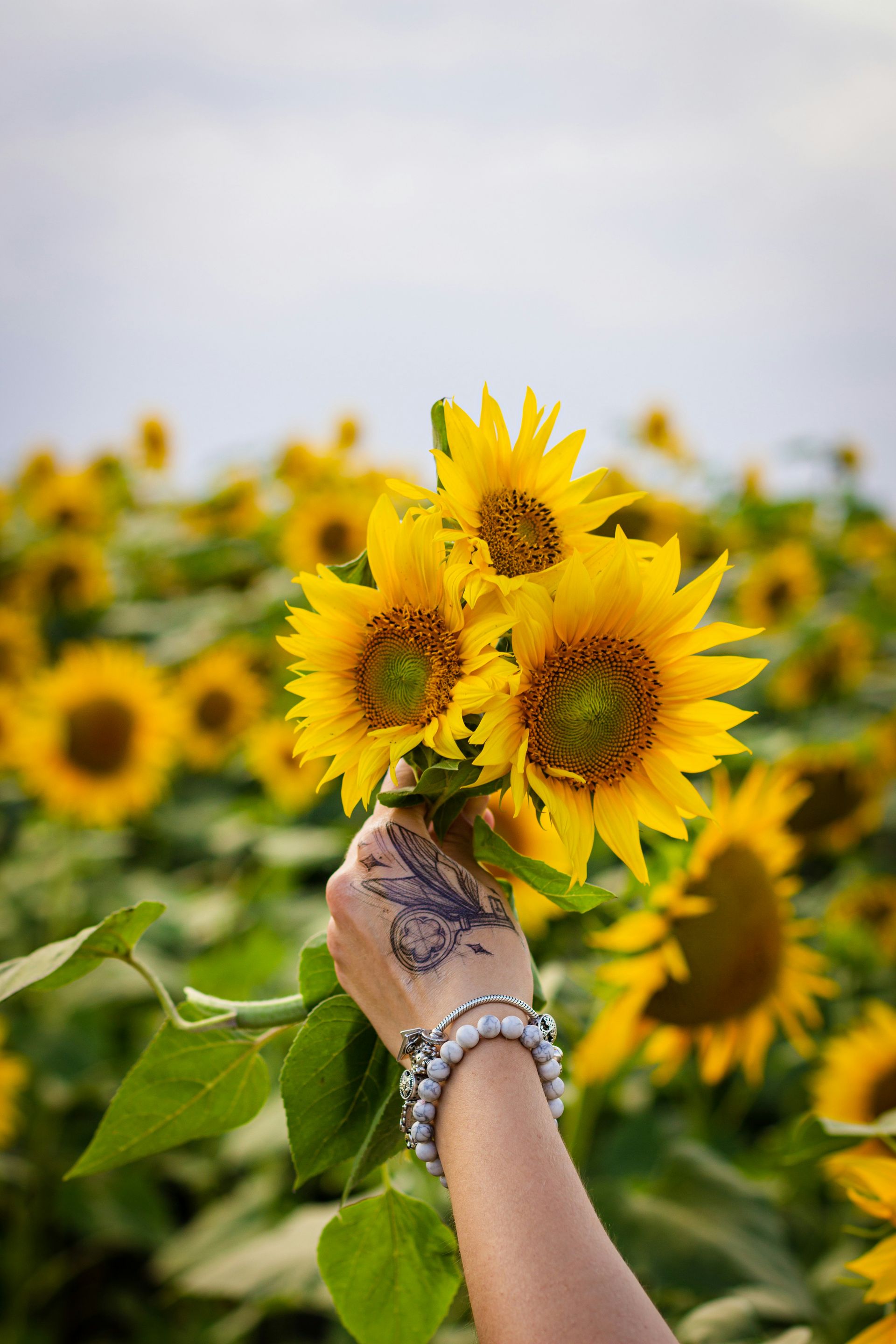 sunflowers