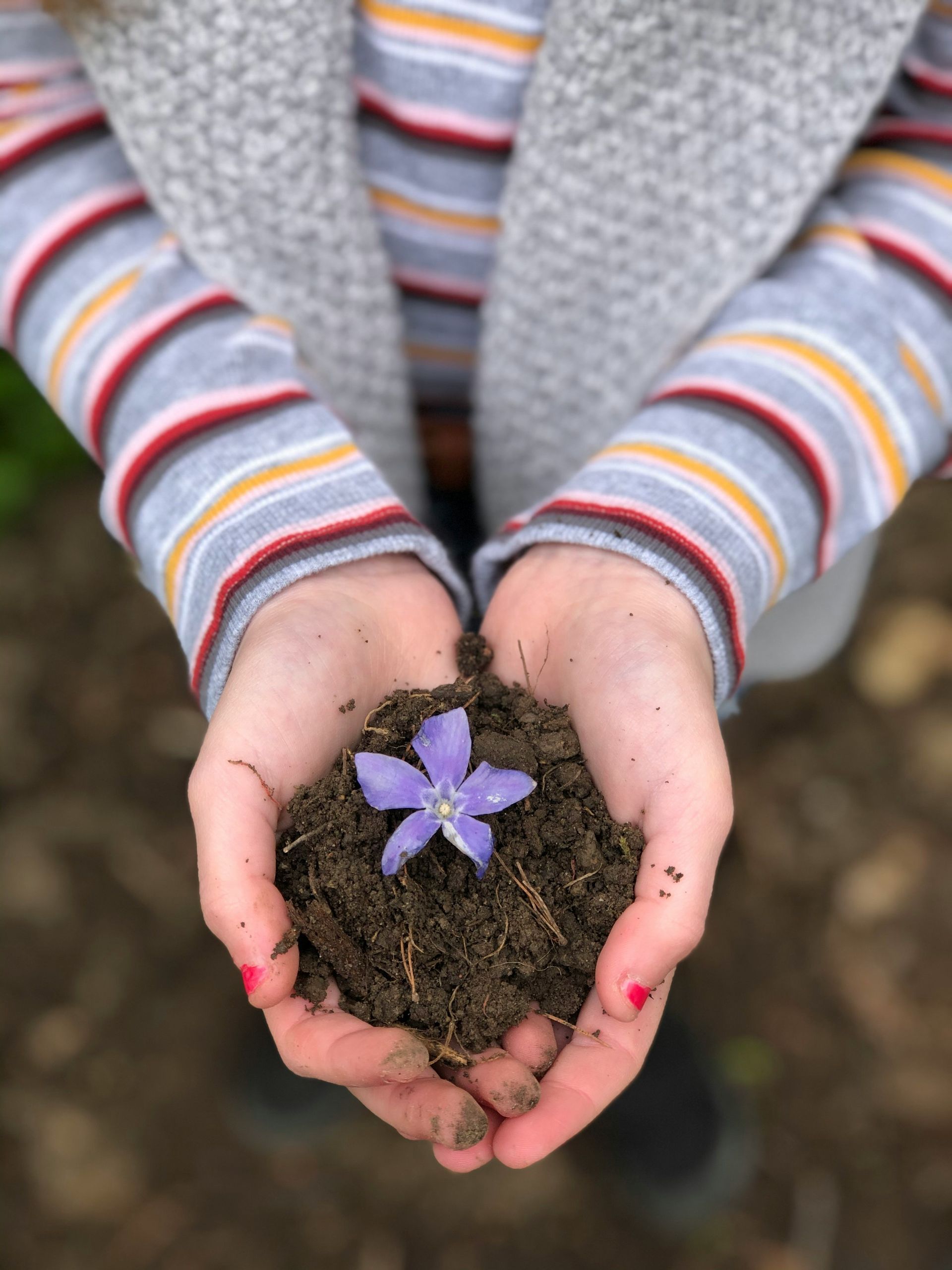 person dirt hands flower