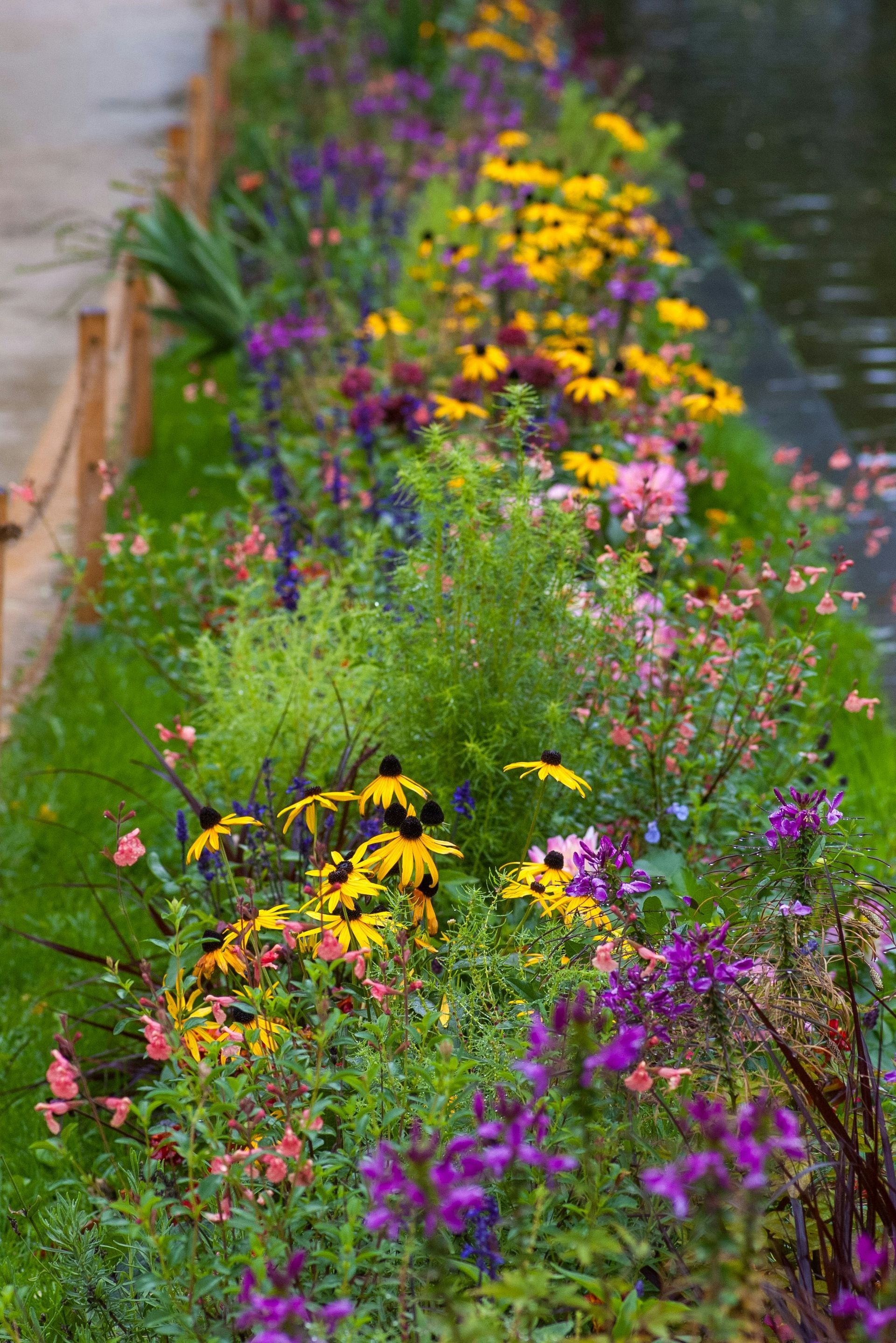wild flowers