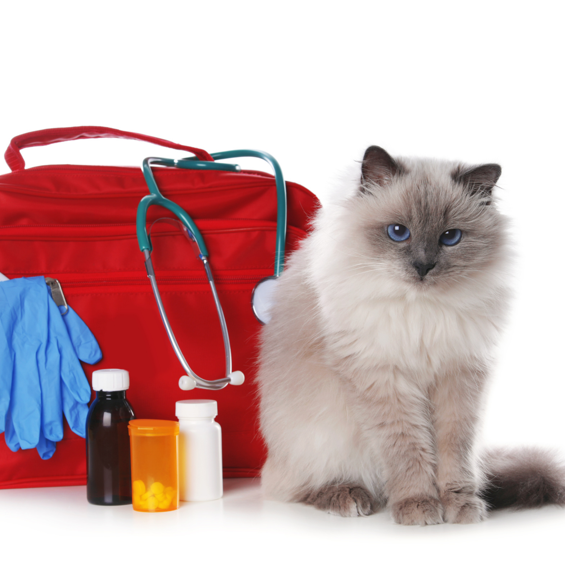 meow! a wonderful cat sitting next to a veterinarian bag