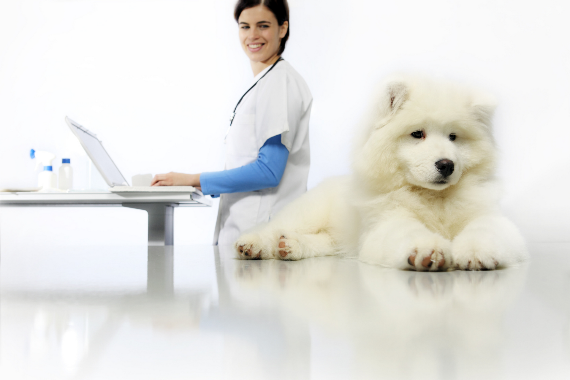 On the left there is a veterinarian on right on laptop looking for equipment for their clinic