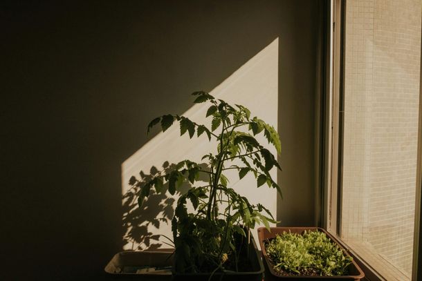 Plantas próximas à janela com luz natural suave, exemplo de ambiente onde películas arquitetônicas podem filtrar calor, proteger contra UV e manter a estética.