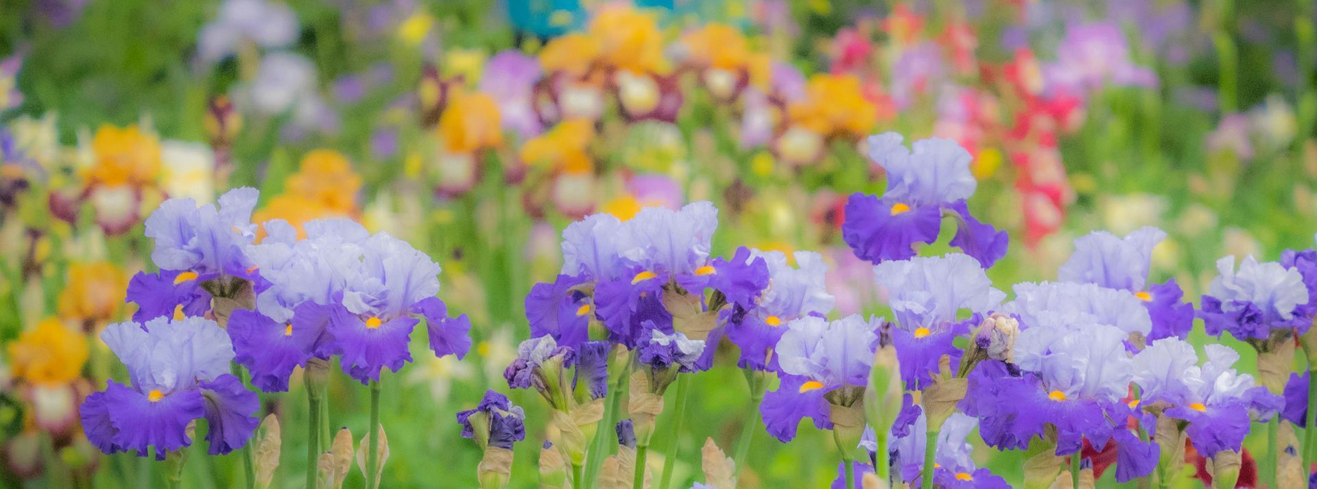 There are many different types of flowers in this field.