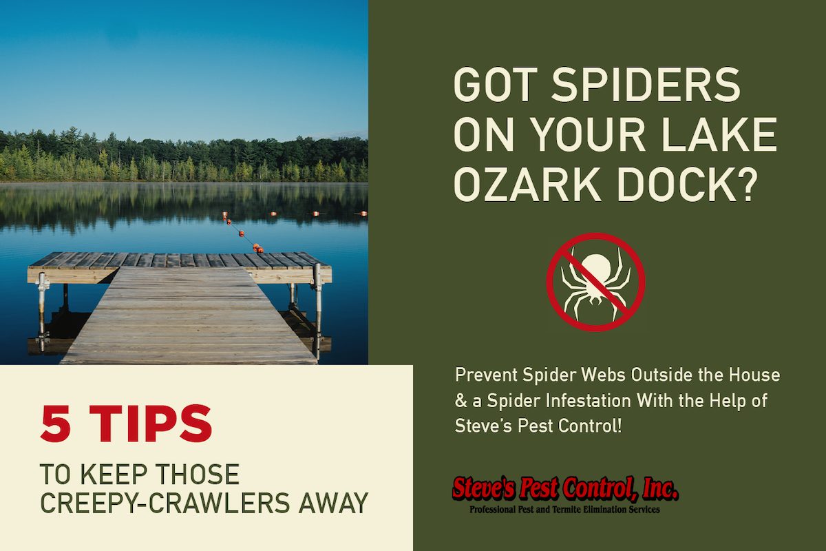 Spiders in Lake Ozark, MO Area Steve's Pest Control