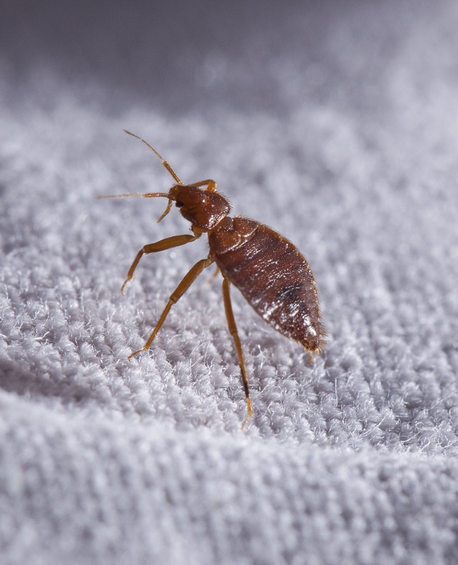 Identify a Bed Bug in MidMissouri Steve’s Pest Control
