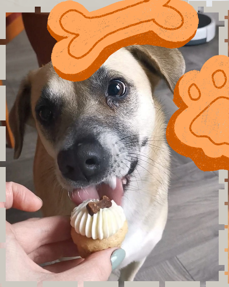 Hond die op het punt staat een kleine cupcake op te eten, vastgehouden door een hand. Versierd met afbeeldingen van poten en botten.