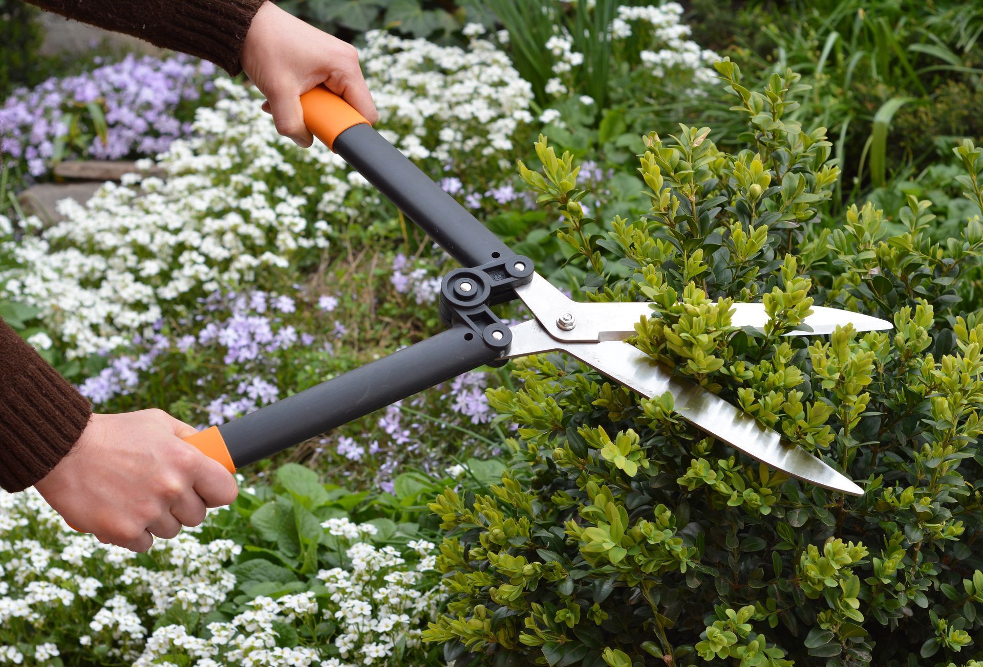 A person is cutting a bush with a pair of hedge shears.