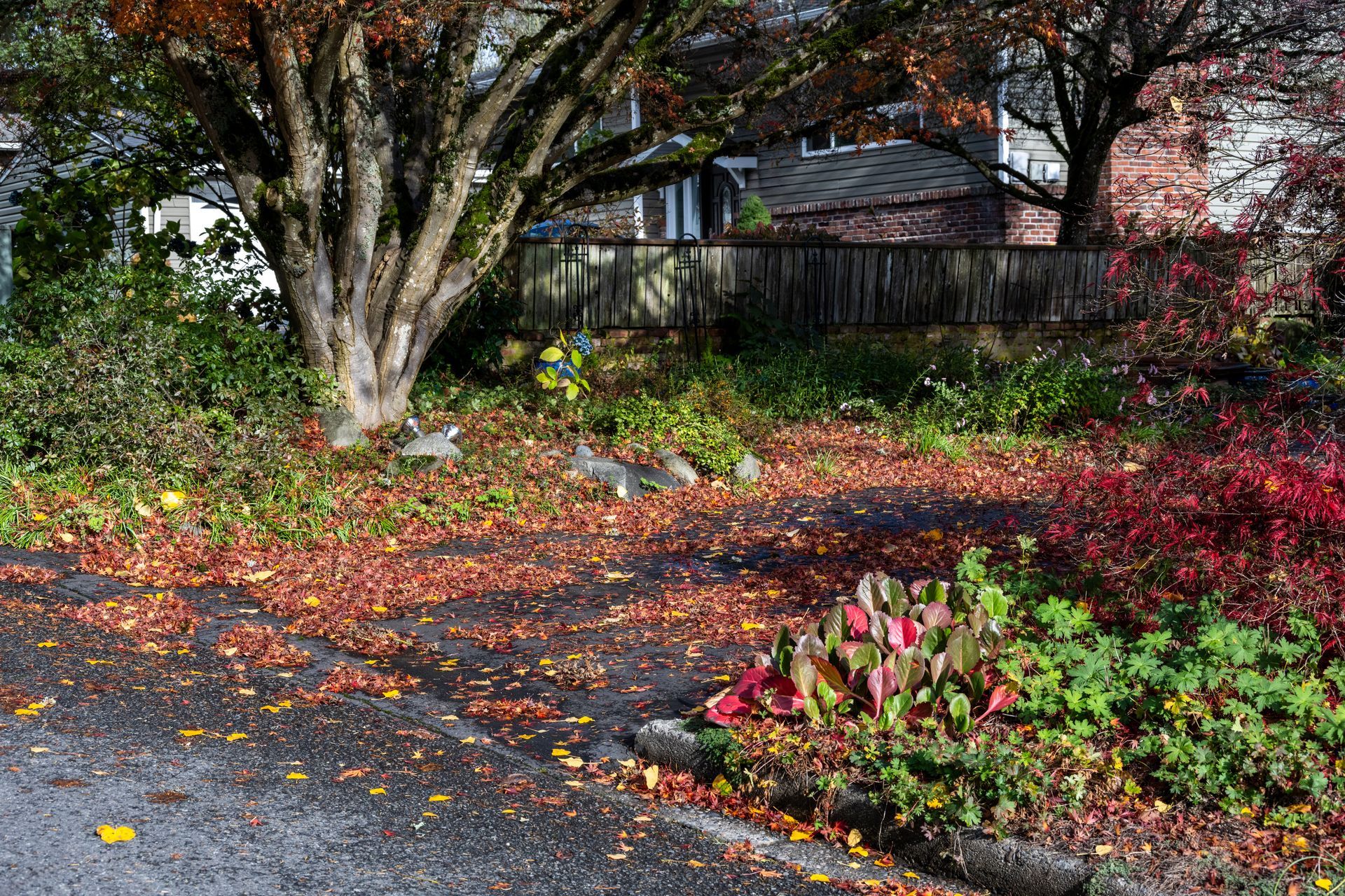 A tree with a lot of leaves on the ground
