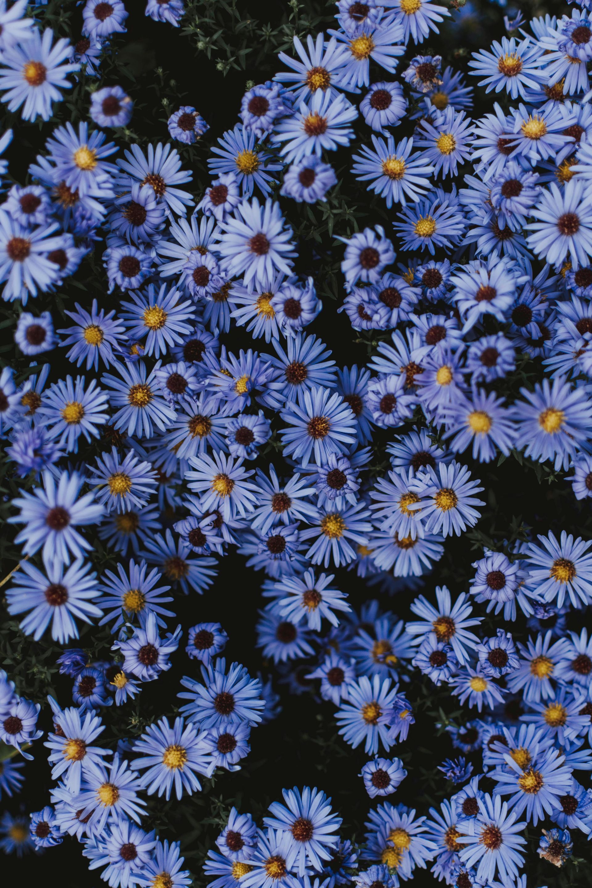 Cluster of small purple daisies with yellow centers against dark foliage
