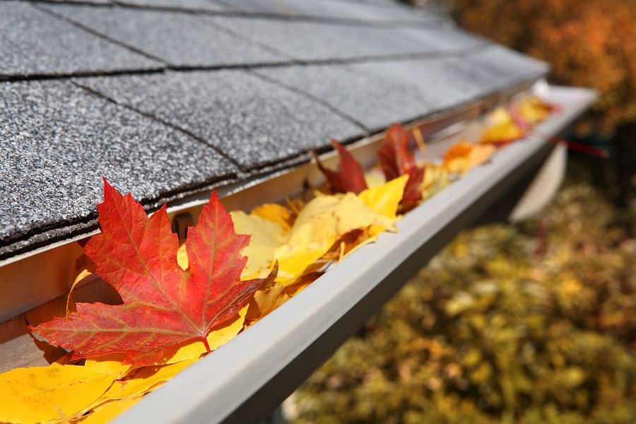 Leaves collecting in a residential gutter for a Seipp Roofing gutter replacement article
