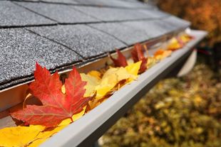 Leaves collecting in a residential gutter for a Seipp Roofing gutter replacement article