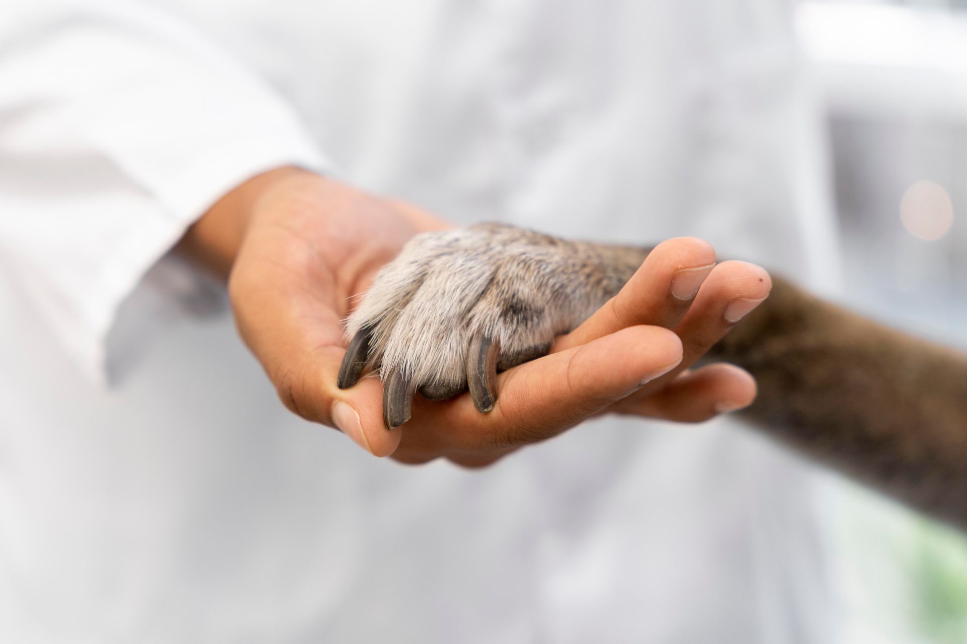 Euthanasia | Adoring Pet Funeral Home & Cremation Services