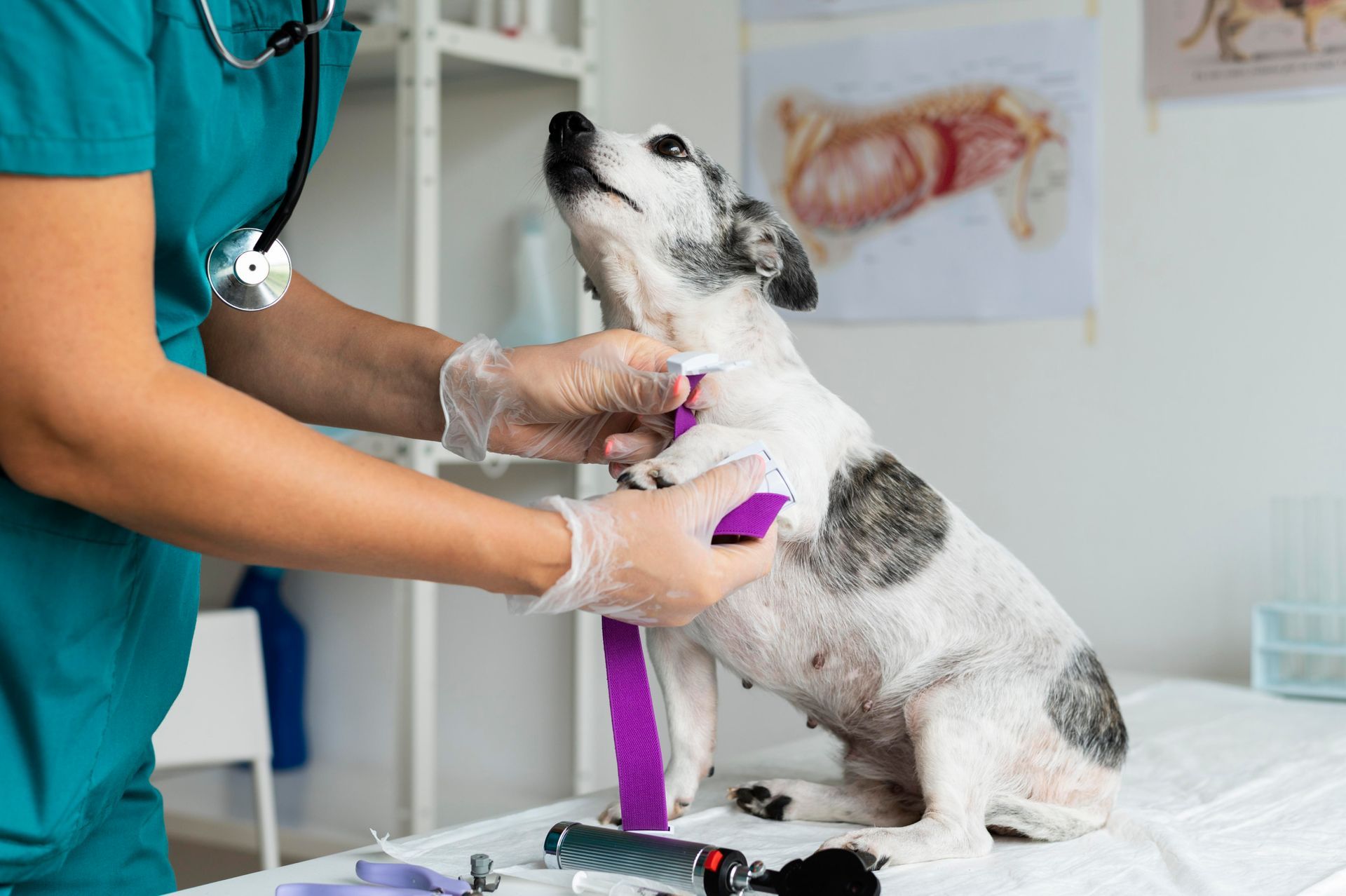 Euthanasia | Adoring Pet Funeral Home & Cremation Services