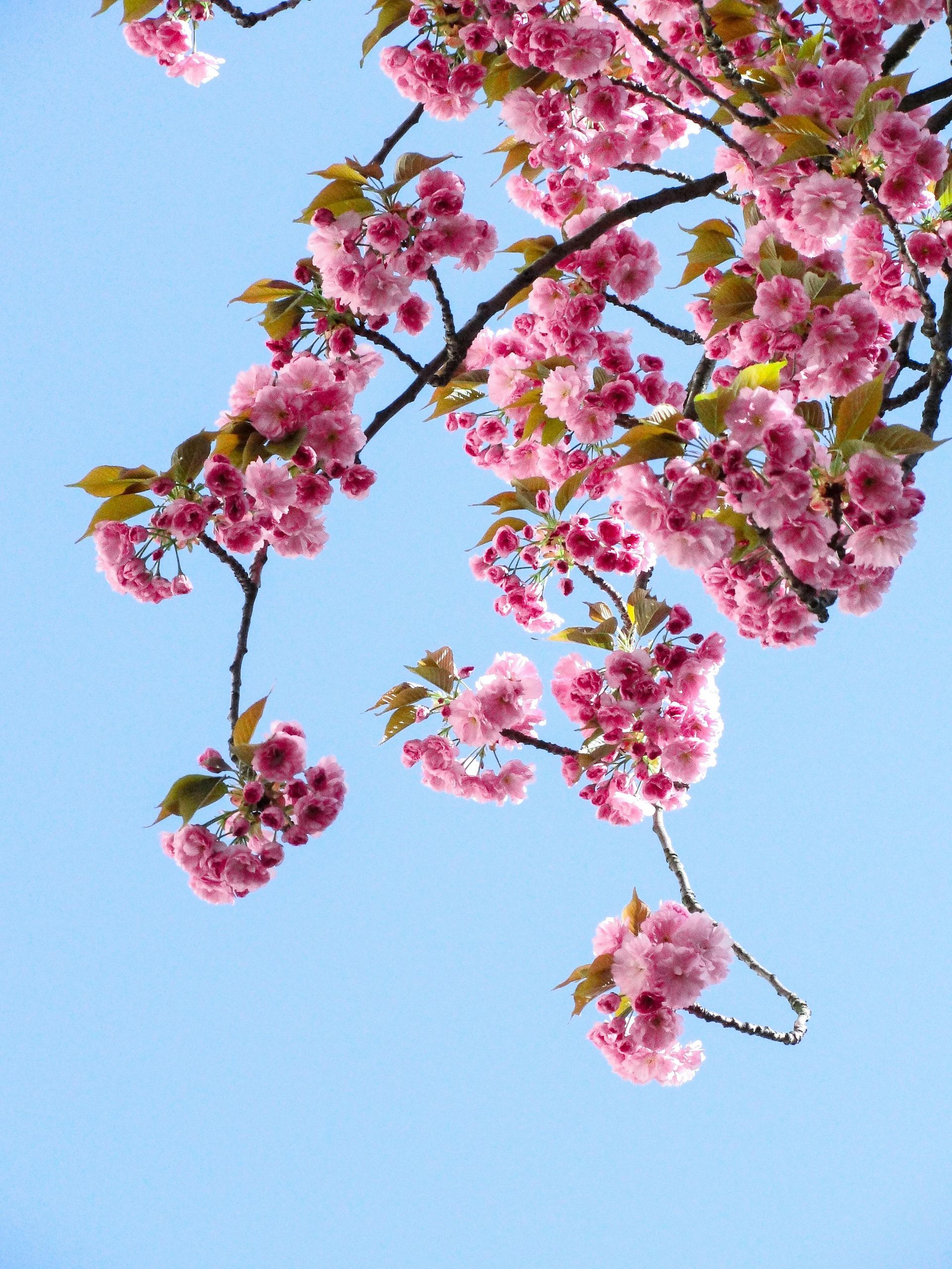 Adoring Pet Funeral Home & Cremation Services