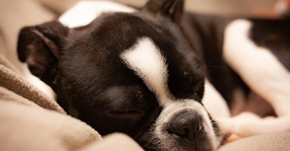 Our Services & Pricing | Adoring Pet Funeral Home & Cremation Services
