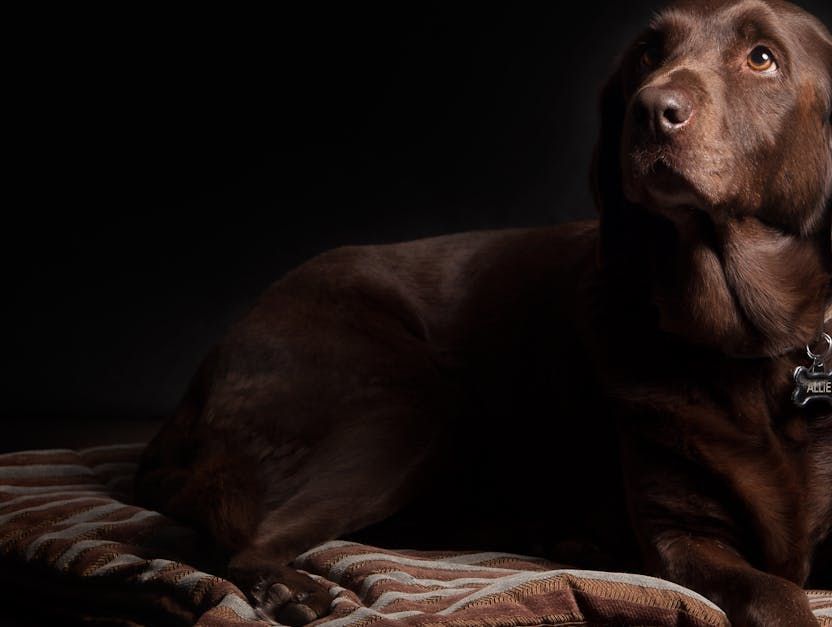 Aquamation | Adoring Pet Funeral Home & Cremation Services