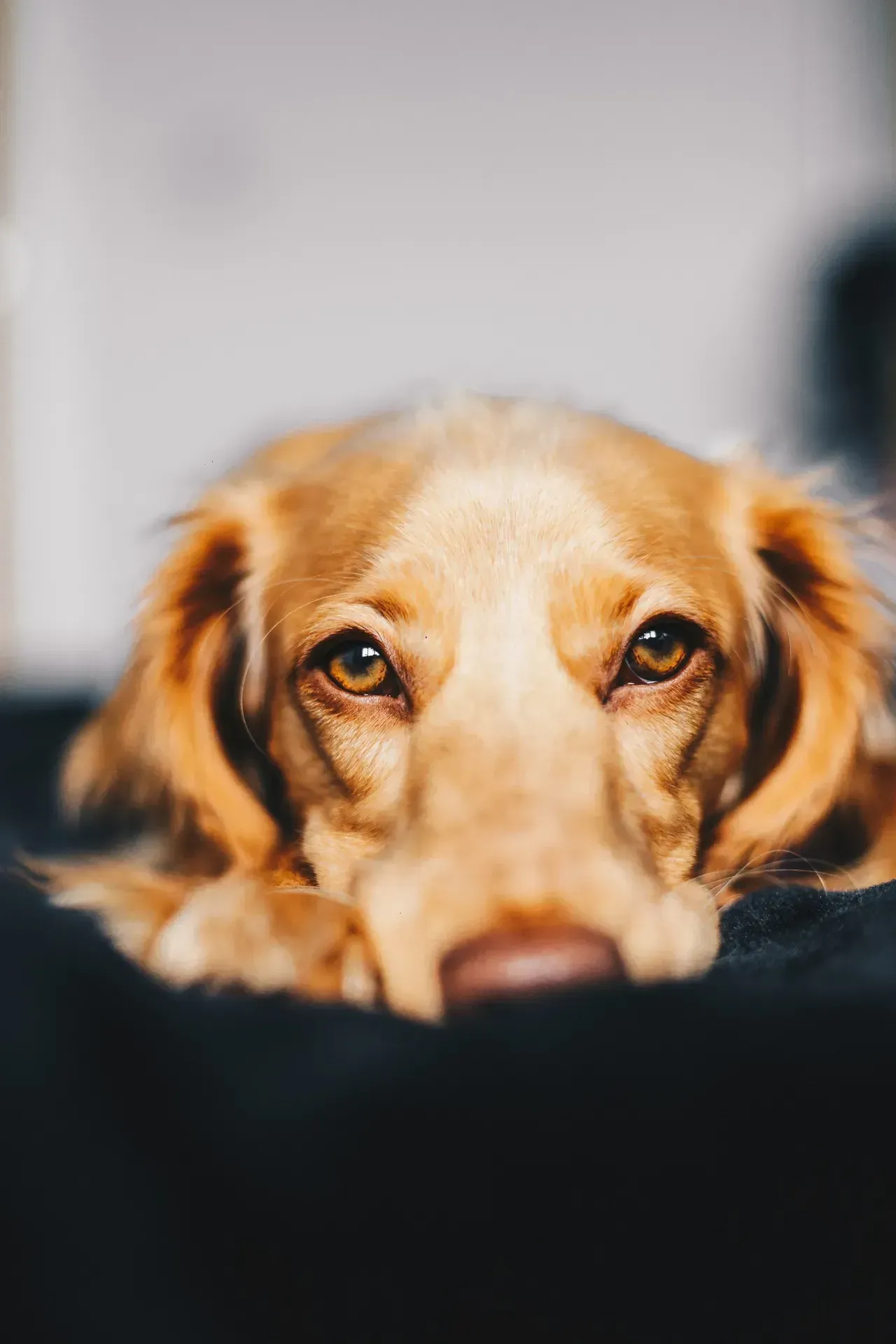 Resources Center | Adoring Pet Funeral Home & Cremation Services