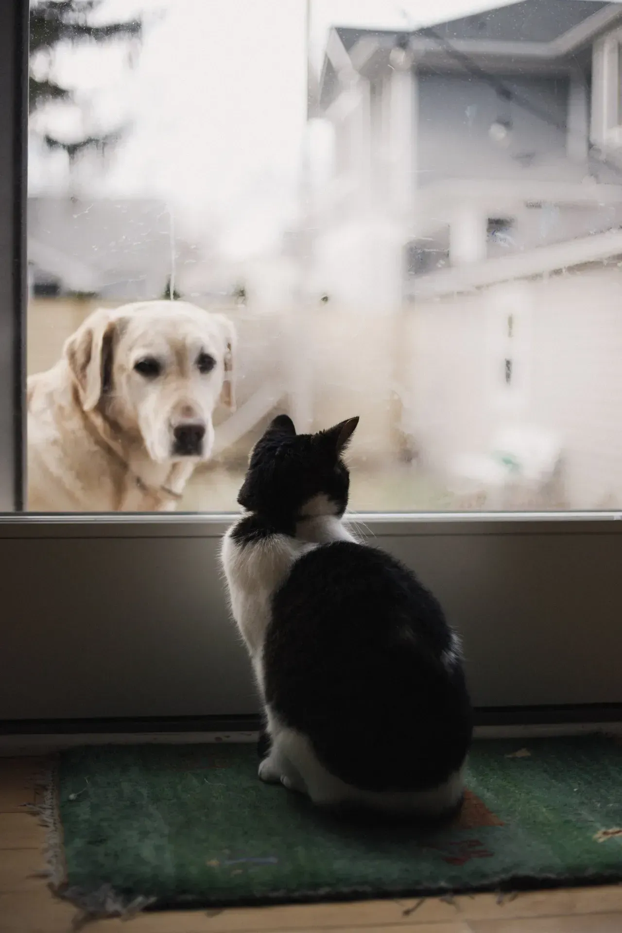 Resources Center | Adoring Pet Funeral Home & Cremation Services