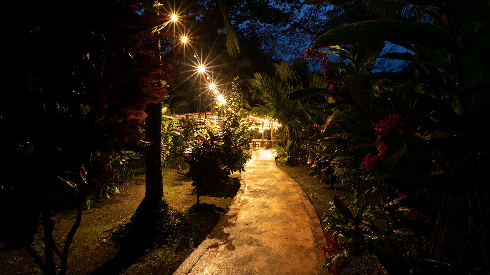 Sendero iluminado por la noche, bordeado de palmeras y guirnaldas de luces cálidas, que conduce a la oscuridad.