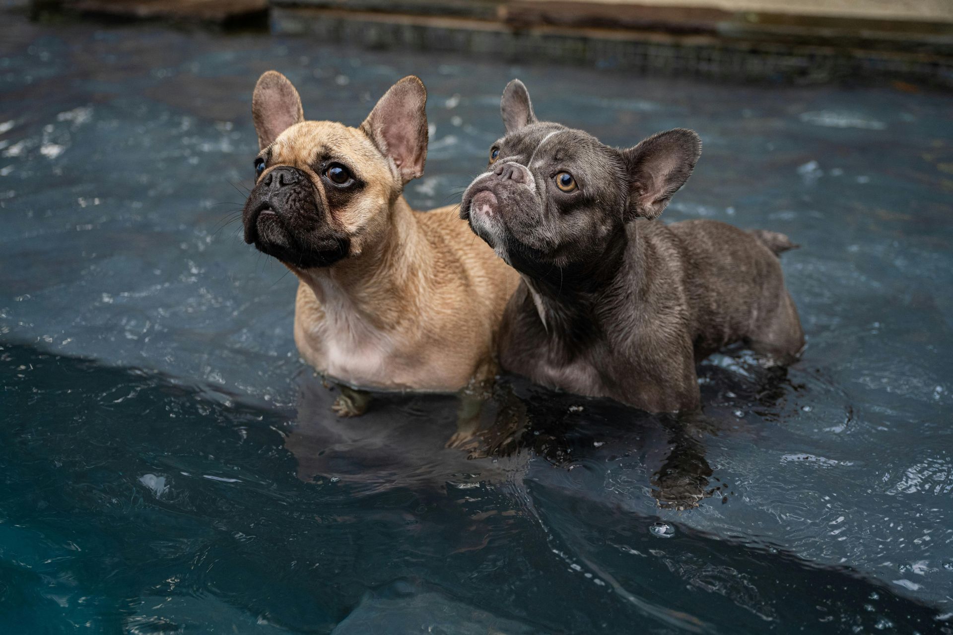 Two French Bulldogs, one fawn and one brindle, stand side-by-side in shallow swimming pool water.