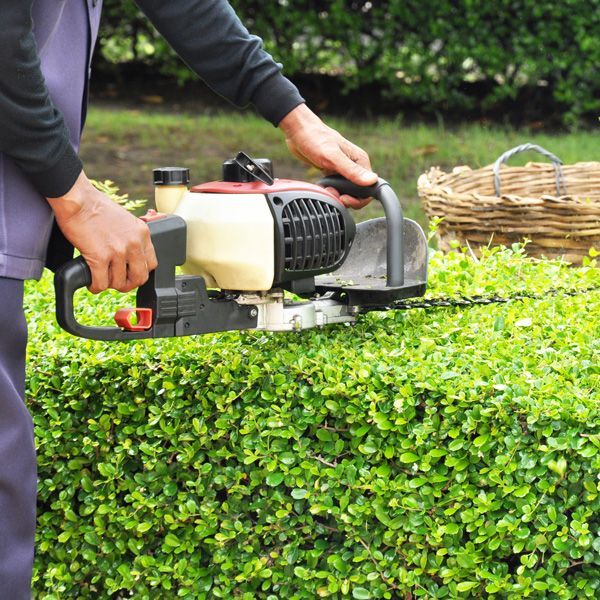 close up of someone trimming bushes