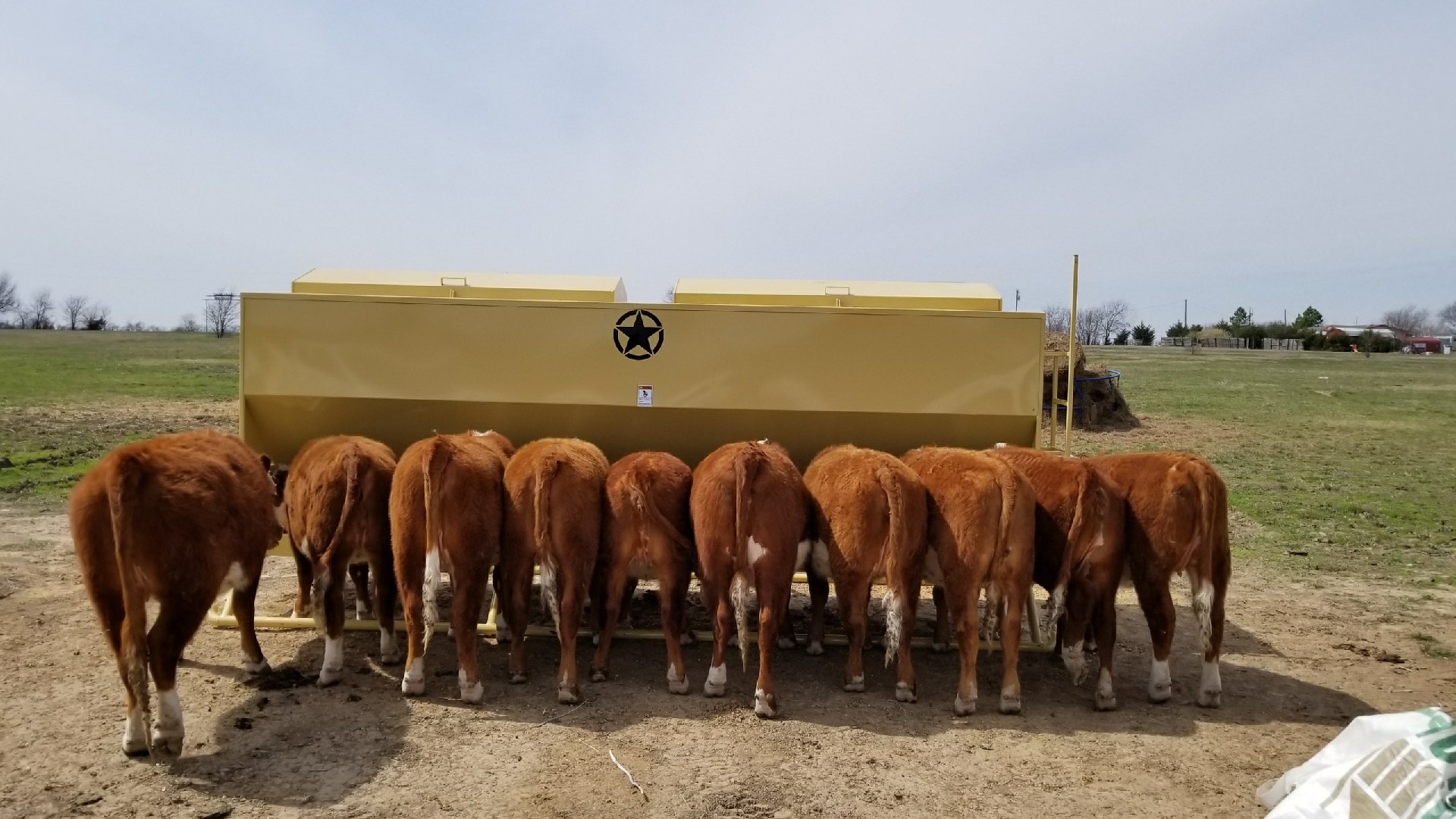 Cattle Feeder Arlington, TX Auto Easy Feeder