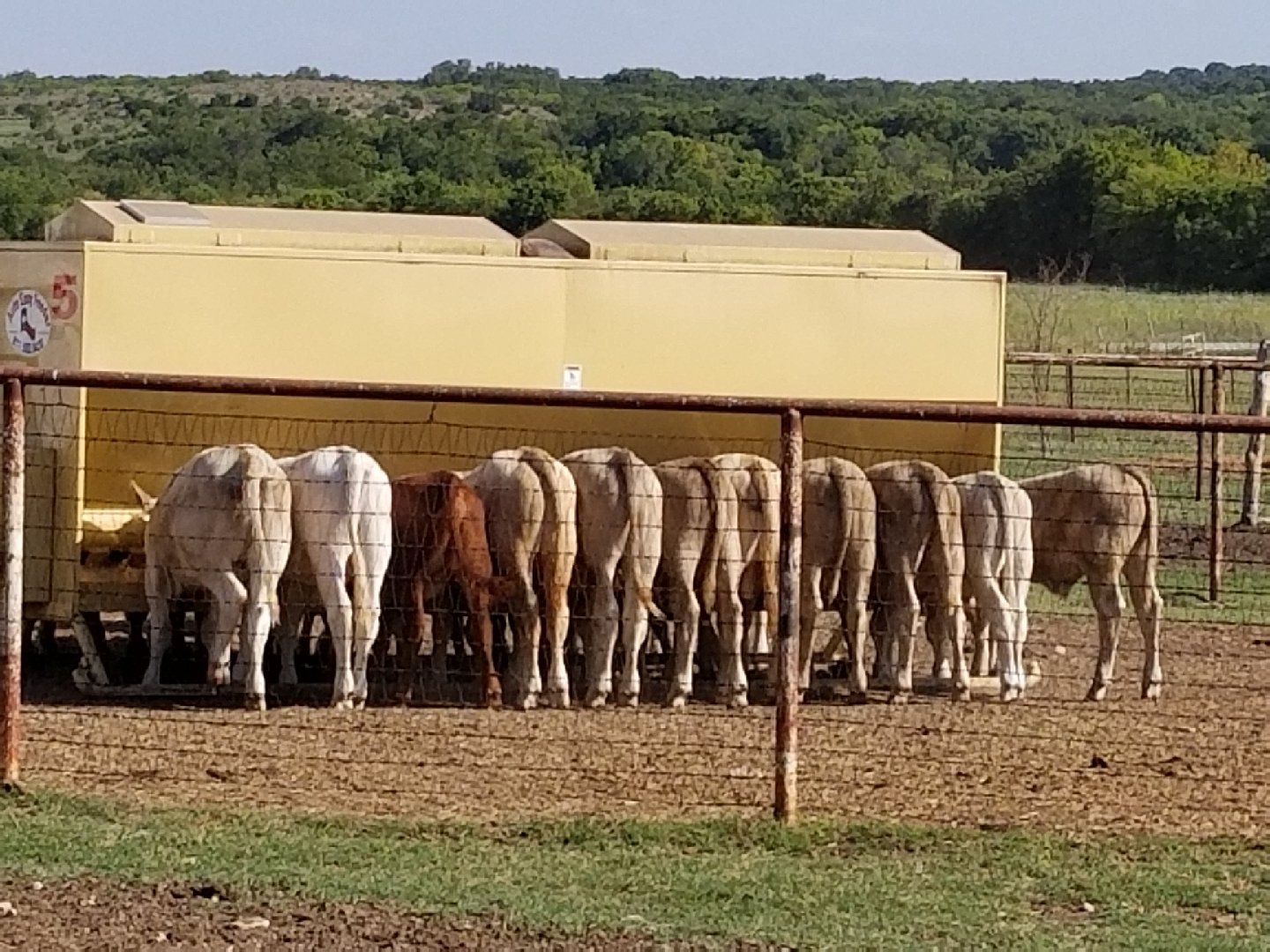 Cattle Feeder Arlington, TX Auto Easy Feeder