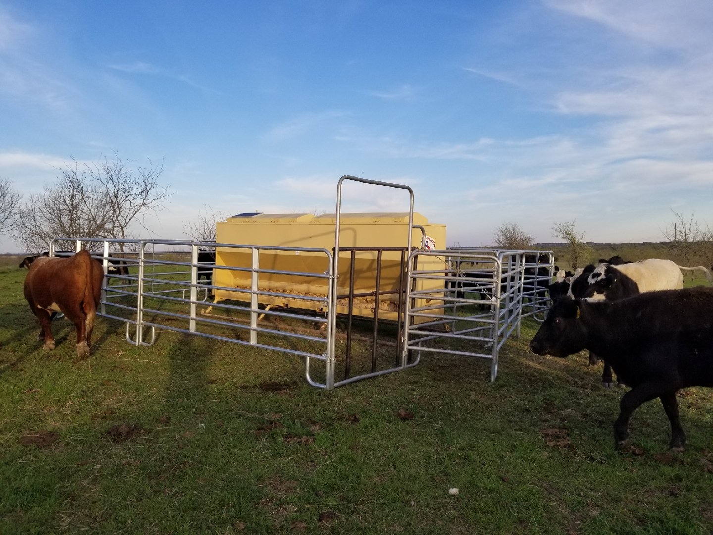 Cattle Feeder Arlington, TX Auto Easy Feeder