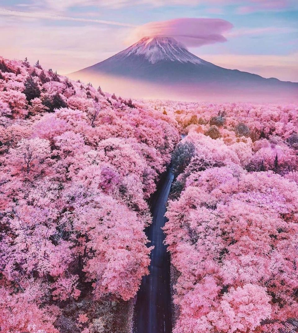 Exploring the Enchanting Cherry Blossoms of Japan's Sakura Season