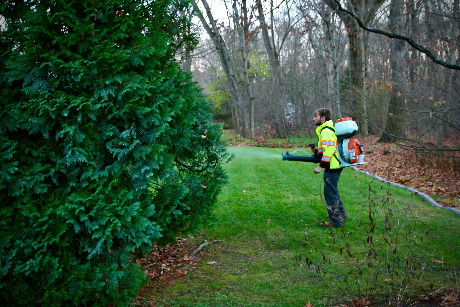 Lock Tree Service Tree Care | Windsor Locks, CT | Evergreen Tree Service