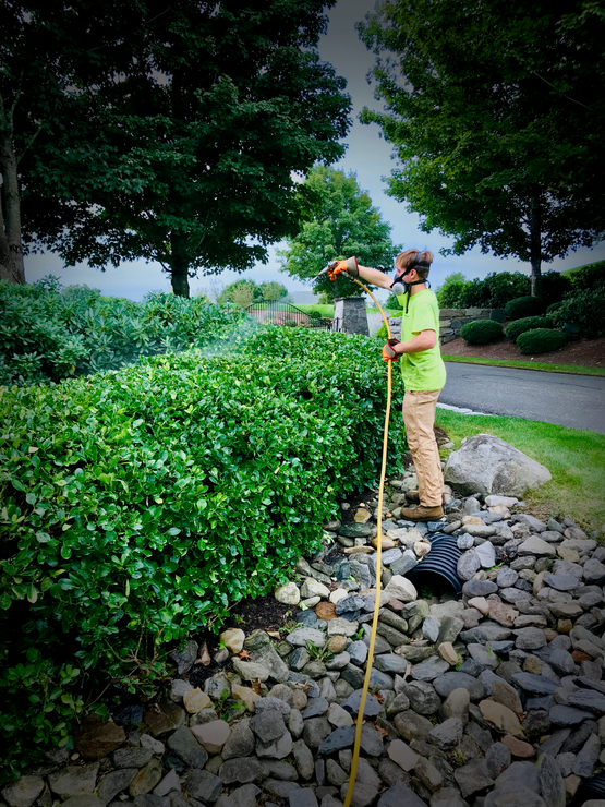 Tree Trimming — Windsor Locks, CT — Evergreen Tree Service Tree Trimming — Windsor Locks, CT — Evergreen Tree Service