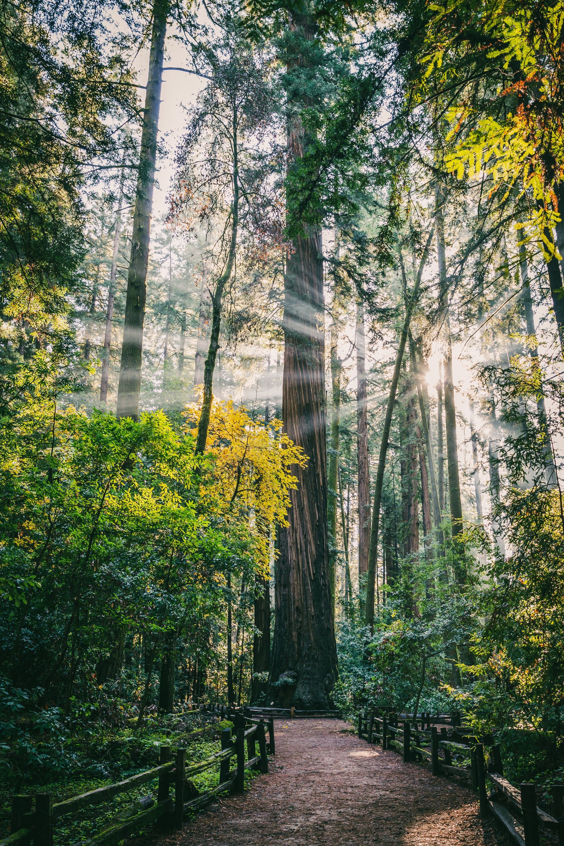 redwood trees in a forest with a fenced path with the sun shining through the trees