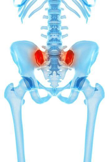 illustration of skeletal system