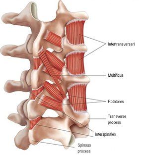 illustration of spinal cord