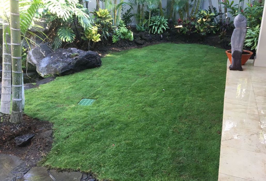 Lawn Installation showing lush green lawn in a backyard with a statue in the background.