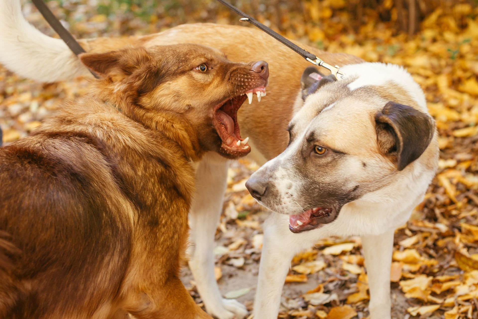 Two dogs on leashes growl at each other on a leaf-covered path outdoors