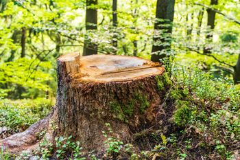 Tree stump in a forest, brown and textured with greenery around.