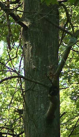 affordable tree service