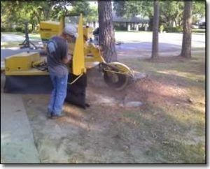 arborists near me