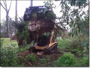 tree companies near me