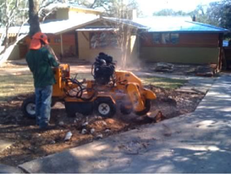 tree cutting service near me